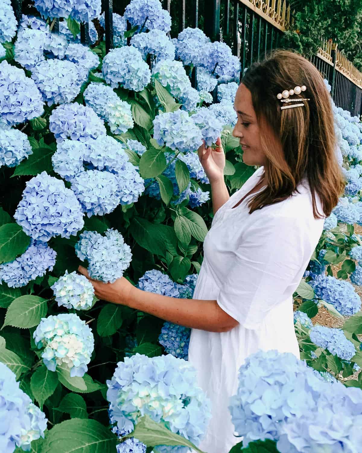 blue hydrangeas in Newport, Rhode Island